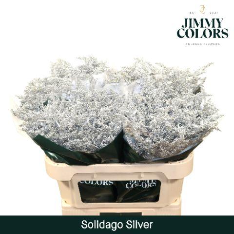 Срезанные цветы оптом Solidago paint silver от 100шт из Голландии с доставкой по России