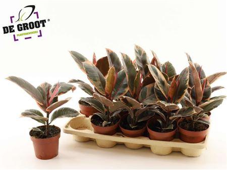 Горшечные цветы и растения оптом Ficus El Belize от 10шт из Голландии с доставкой по России