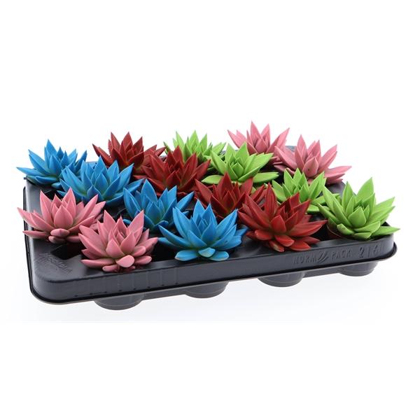 Горшечные цветы и растения оптом Echeveria Rainbow Mix от 16шт (для телеги) из Голландии с доставкой по России