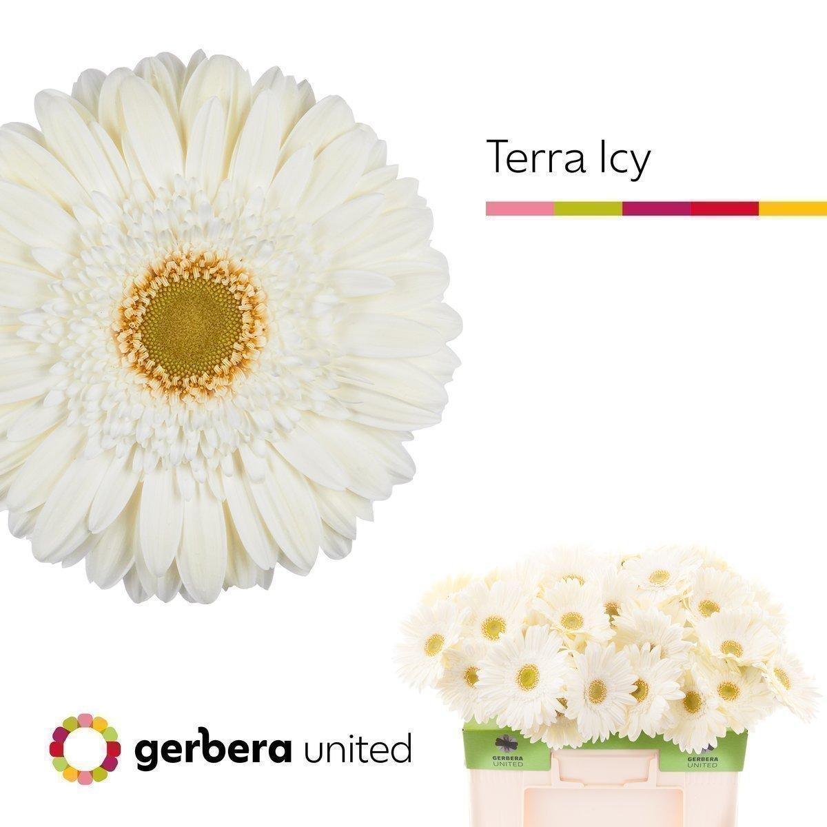 Срезанные цветы оптом Gerbera terra icy от 50шт из Голландии с доставкой по России