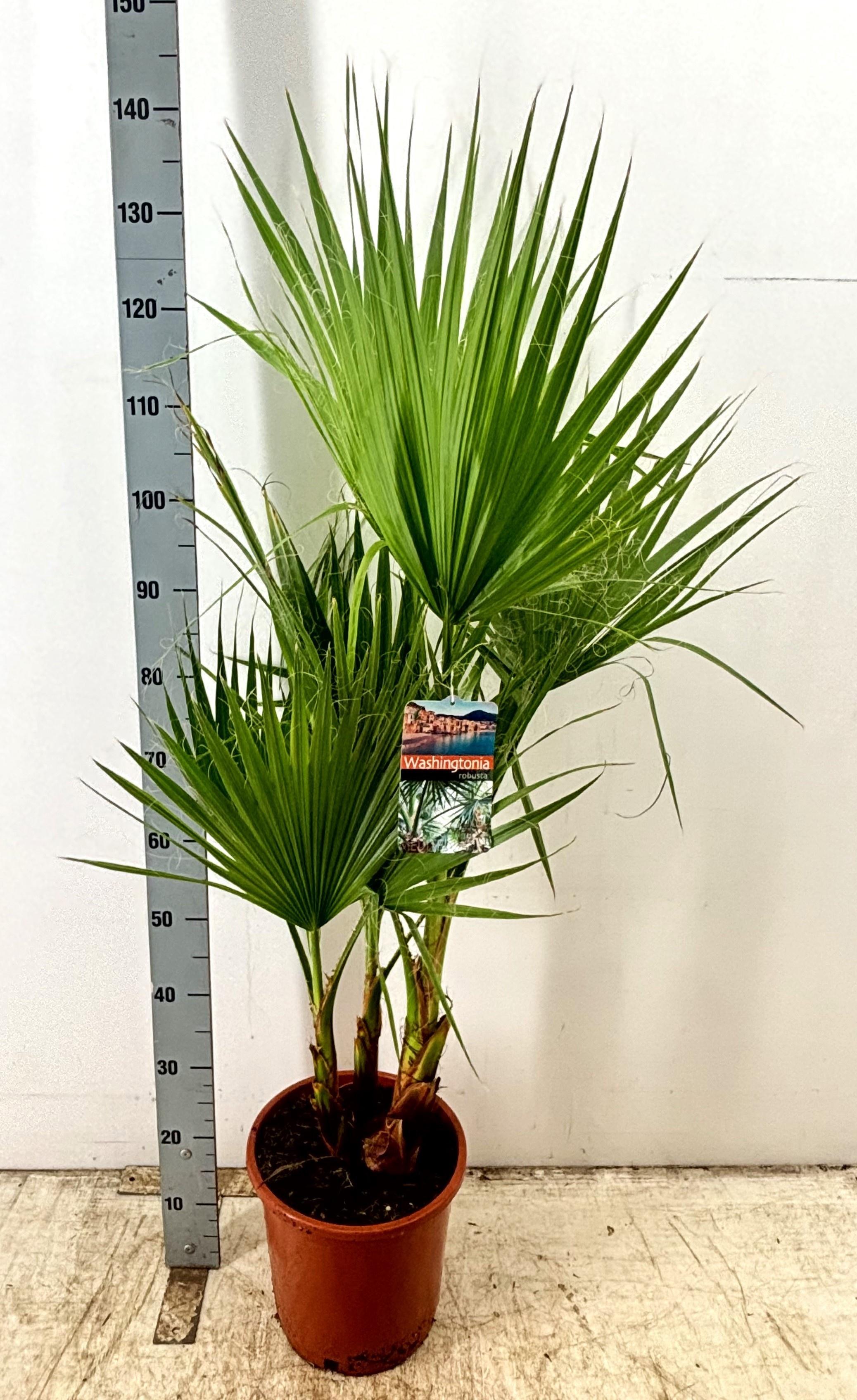 Горшечные цветы и растения оптом Washingtonia от 1шт из Голландии с доставкой по России