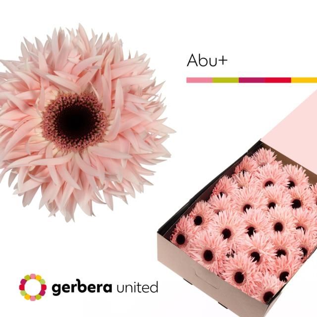 Срезанные цветы оптом Gerbera gerspider abu+ от 50шт из Голландии с доставкой по России