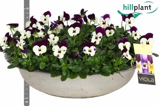 Горшечные цветы и растения оптом Vio Co Em Whi Pu Jup от 1шт из Голландии с доставкой по России