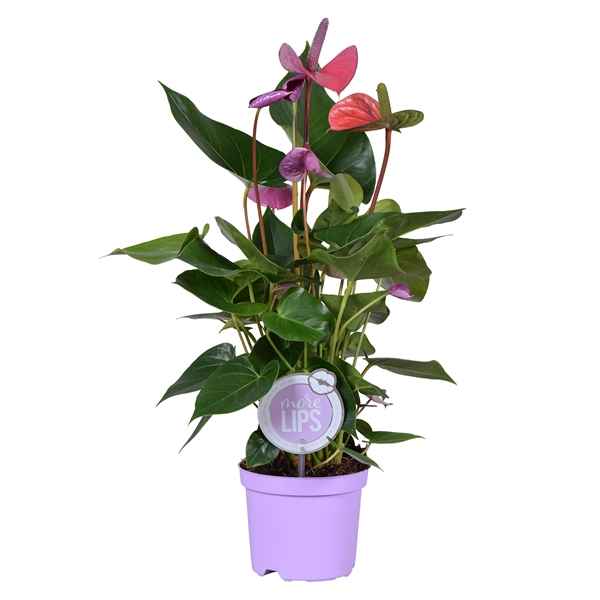 Горшечные цветы и растения оптом Anth An Cavalli 4+ (morelips) от 7шт из Голландии с доставкой по России