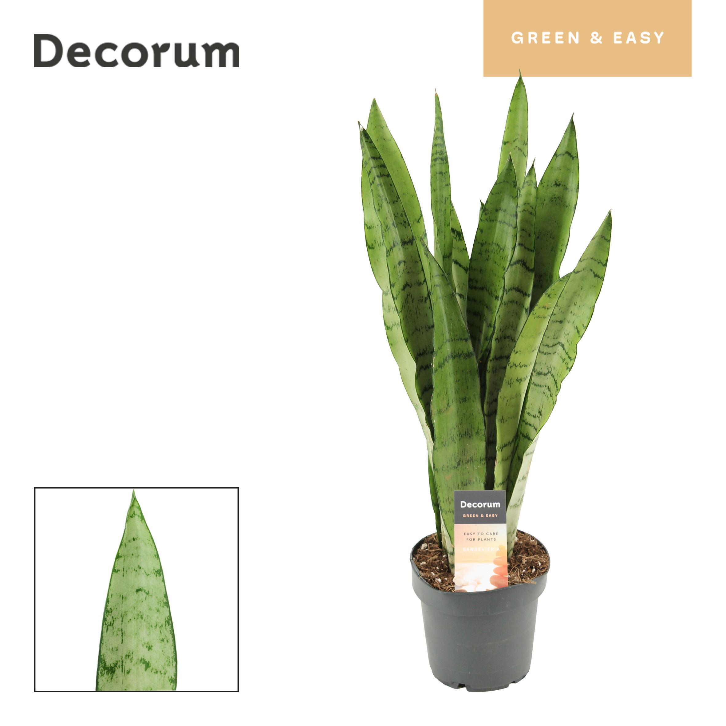 Горшечные цветы и растения оптом Sansevieria Peppermint (decorum) от 10шт из Голландии с доставкой по России