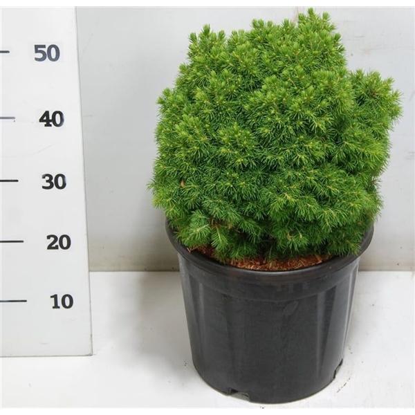 Горшечные цветы и растения оптом Picea Gl Alberta Globe от 1шт из Голландии с доставкой по России