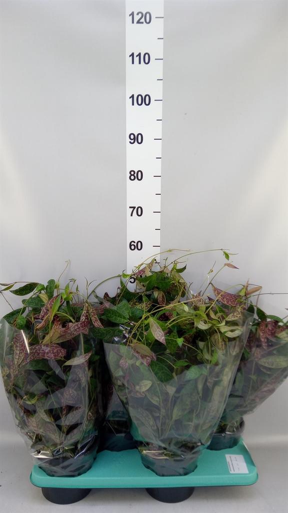 Горшечные цветы и растения оптом Aeschynanthus Marmoratus от 4шт из Голландии с доставкой по России