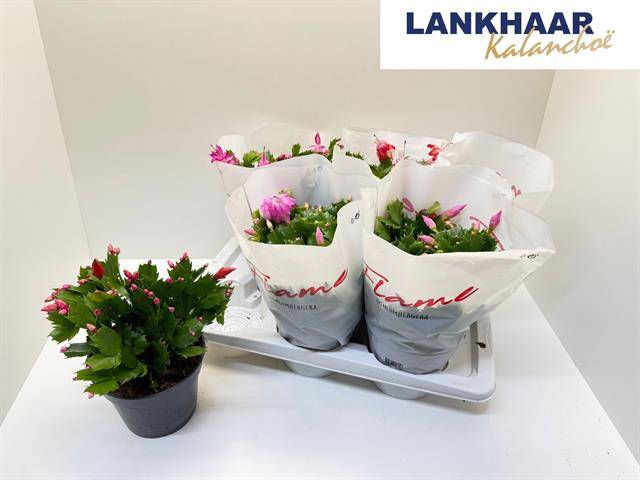 Горшечные цветы и растения оптом Schlumb Flame Gem от 6шт из Голландии с доставкой по России