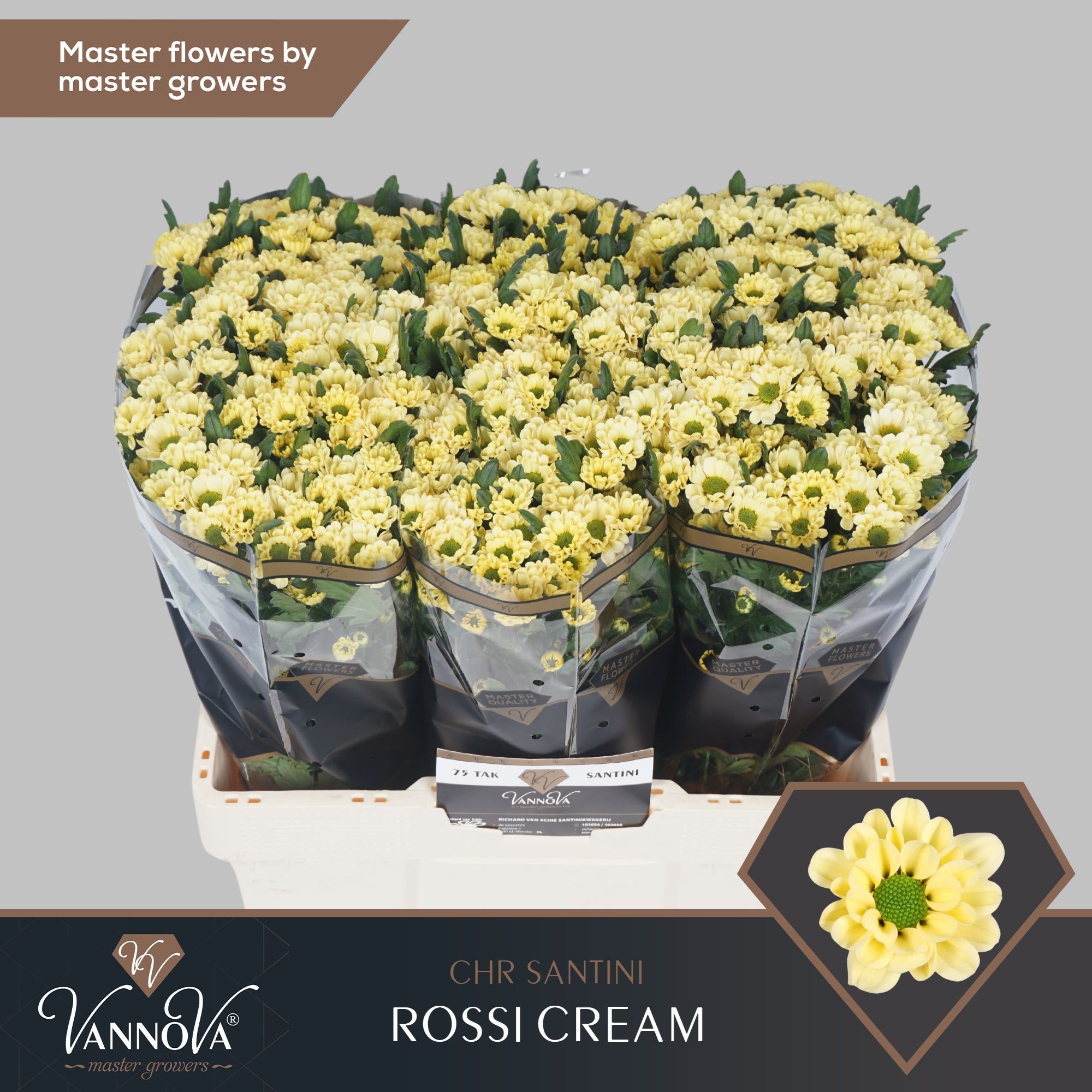 Срезанные цветы оптом Chrys sa rossi cream от 75шт из Голландии с доставкой по России