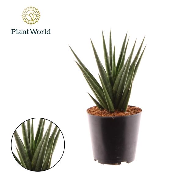 Горшечные цветы и растения оптом Sansevieria Dancing Queen от 6шт из Голландии с доставкой по России