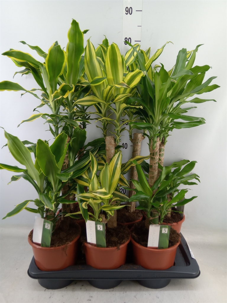 Горшечные цветы и растения оптом Dracaena Frag.   ...mix 3 от 6шт из Голландии с доставкой по России