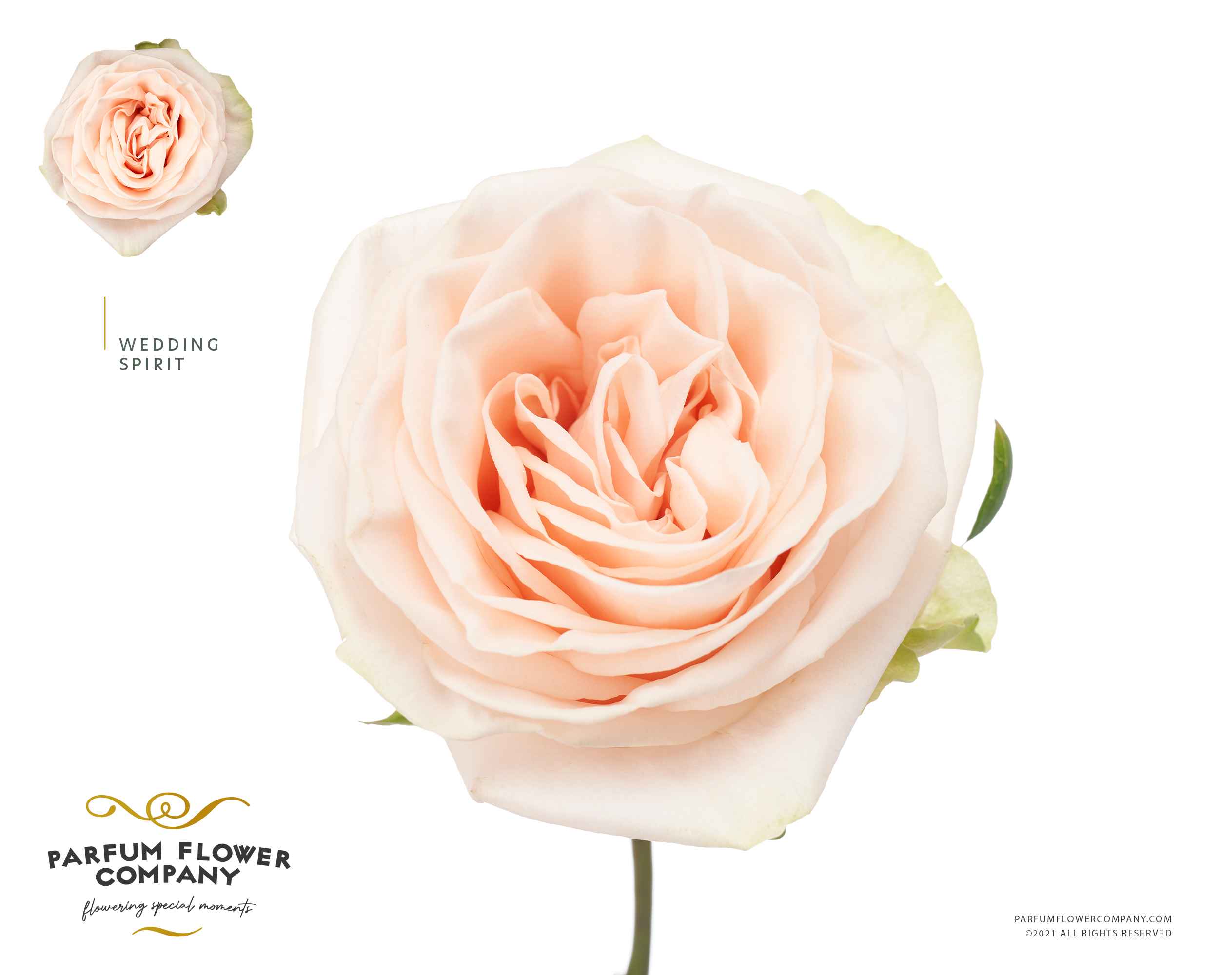 Срезанные цветы оптом Rosa la garden wedding spirit от 12шт из Голландии с доставкой по России