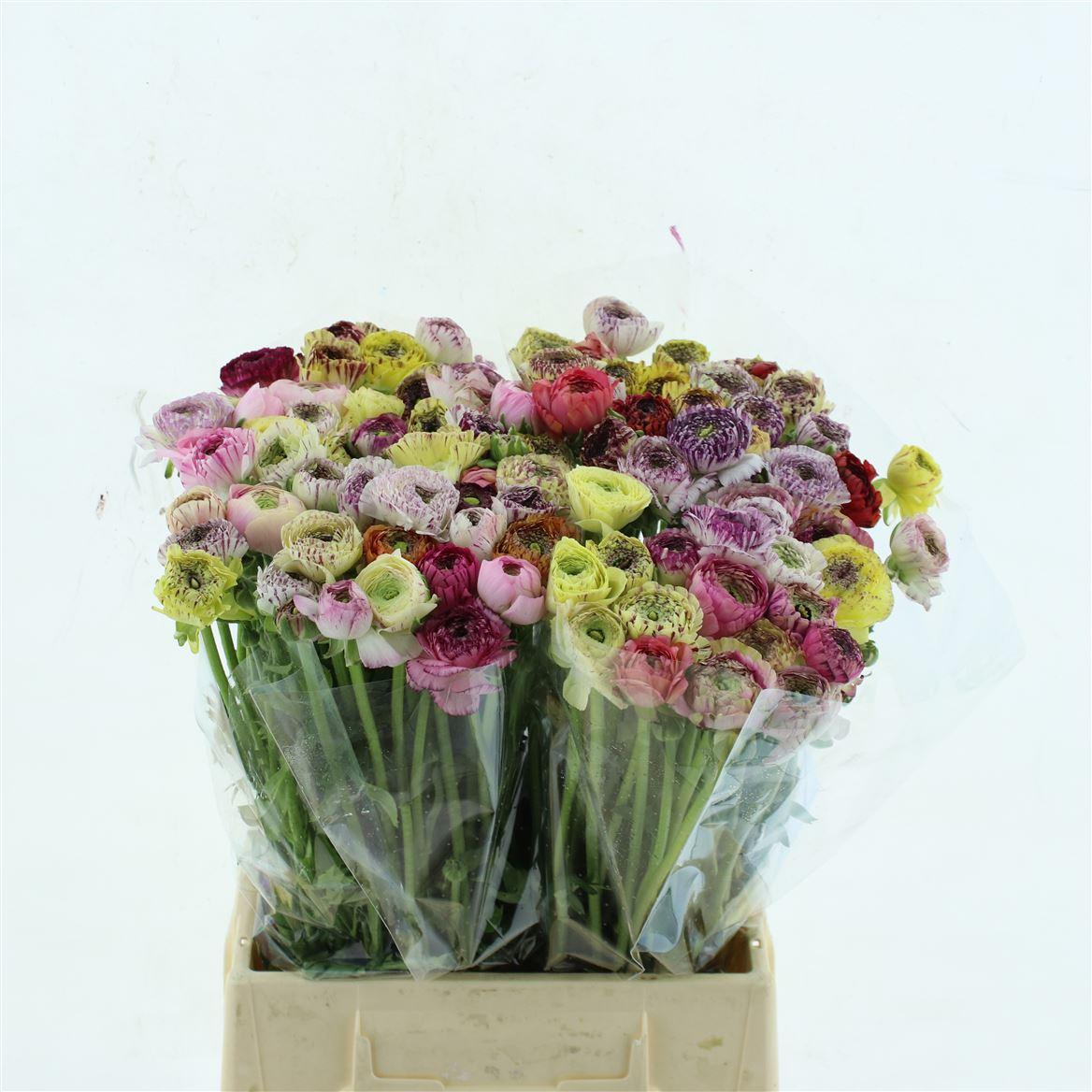 Срезанные цветы оптом Ranunculus elegance pastel stripes mixed in bucket от 100шт из Голландии с доставкой по России Срезанные цветы оптом Ranunculus elegance pastel stripes mixed in bucket от 100шт из Голландии с доставкой по России