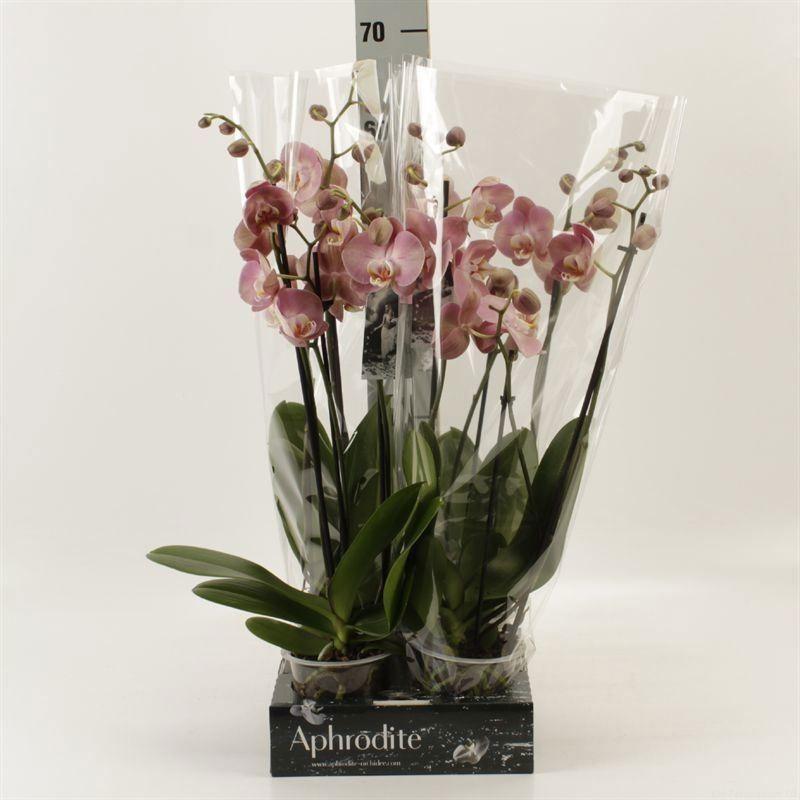 Горшечные цветы и растения оптом Phalaenopsis   ...orange от 4шт из Голландии с доставкой по России