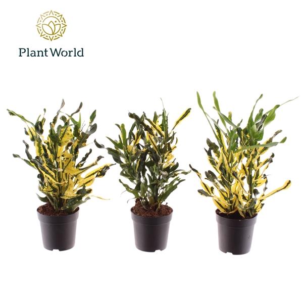 Горшечные цветы и растения оптом Codiaeum Pigtum Head (decorum) от 16шт (для телеги) из Голландии с доставкой по России