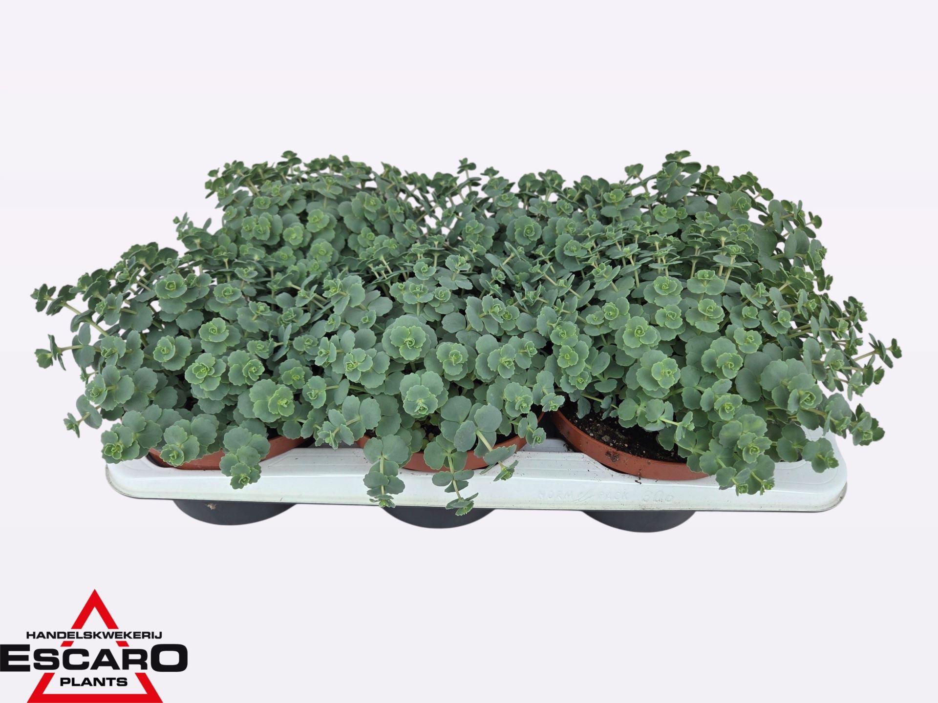 Горшечные цветы и растения оптом Sedum Sieboldii от 3шт из Голландии с доставкой по России