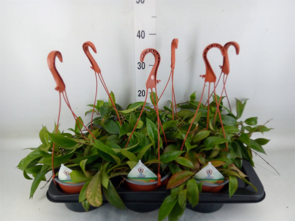 Горшечные цветы и растения оптом Hoya   ... от 6шт из Голландии с доставкой по России