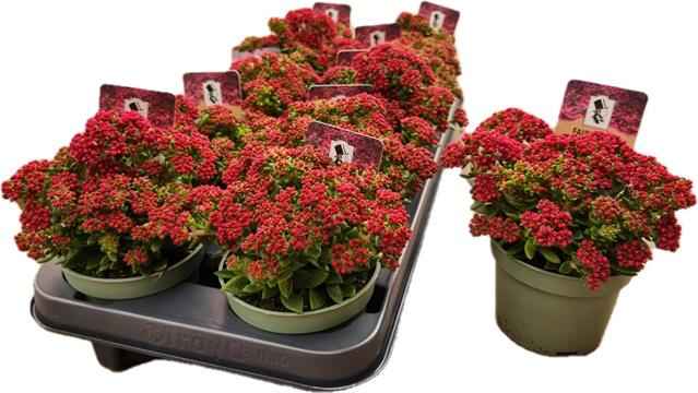 Горшечные цветы и растения оптом Crassula Schmidtii от 10шт из Голландии с доставкой по России