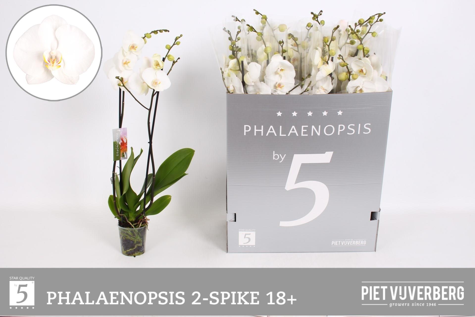 Горшечные цветы и растения оптом Phal Ov Wit от 12шт из Голландии с доставкой по России