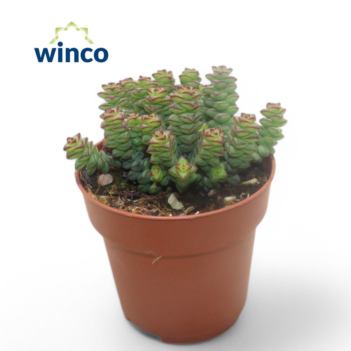 Горшечные цветы и растения оптом Crassula Marneriana от 18шт (для телеги) из Голландии с доставкой по России