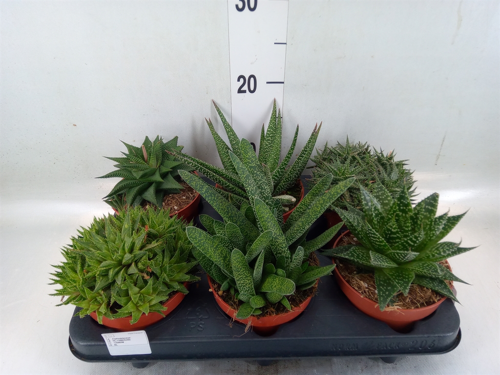 Горшечные цветы и растения оптом Aloe   ...mix от 6шт из Голландии с доставкой по России