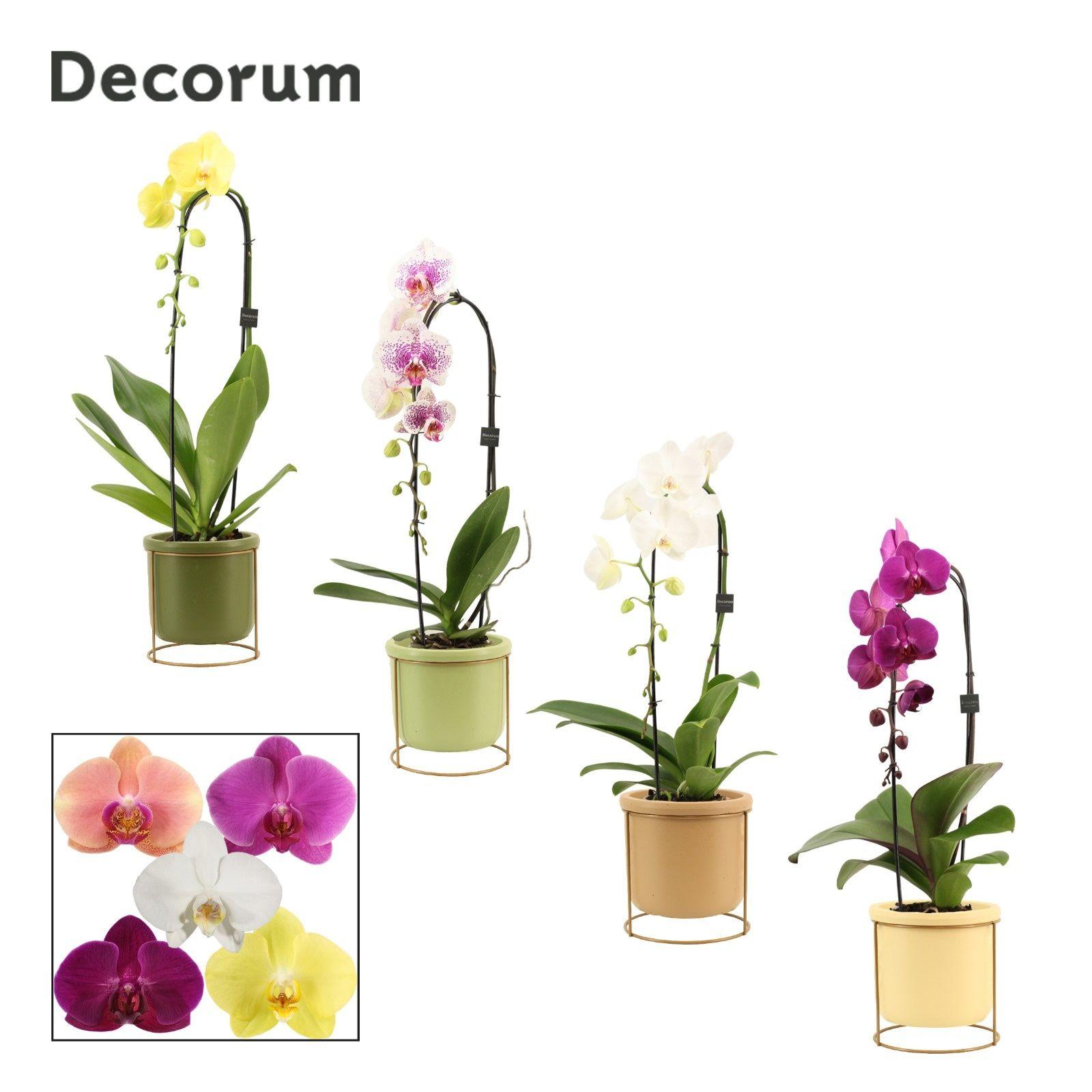 Горшечные цветы и растения оптом Phal Gem от 4шт из Голландии с доставкой по России