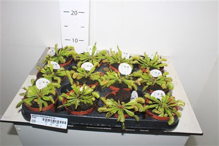 Горшечные цветы и растения оптом Dionaea Muscipula 8,5 Cm от 12шт (для телеги) из Голландии с доставкой по России