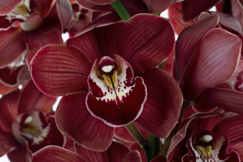 Срезанные цветы оптом Cymbidium red bloody mary от 6шт из Голландии с доставкой по России