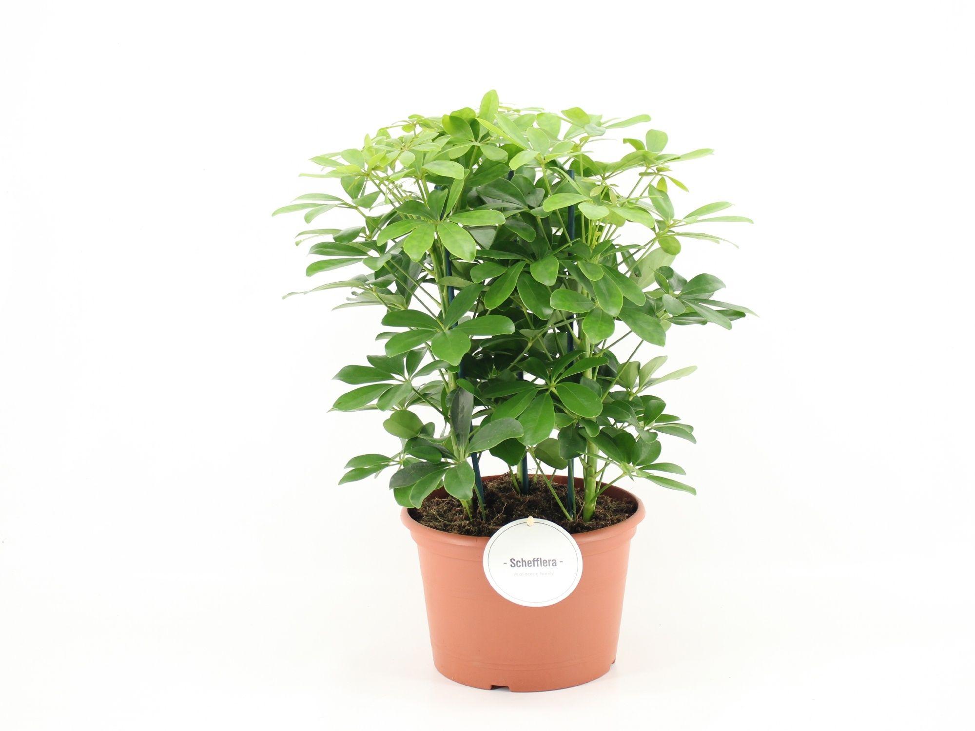 Горшечные цветы и растения оптом Schef Ar Nora от 1шт из Голландии с доставкой по России