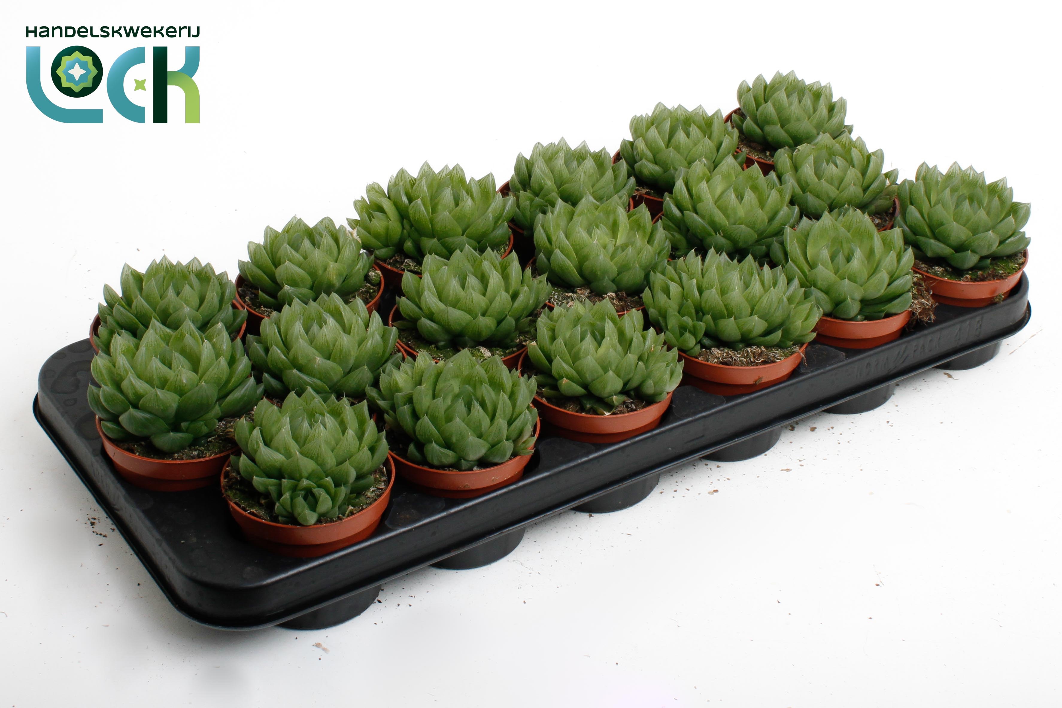 Горшечные цветы и растения оптом Haworthia Cooperii от 18шт (для телеги) из Голландии с доставкой по России