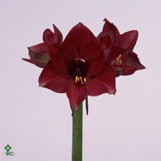 Срезанные цветы оптом Hippeastrum tinto night от 12шт из Голландии с доставкой по России