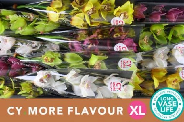 Срезанные цветы оптом Cymbidium mix от 12шт из Голландии с доставкой по России