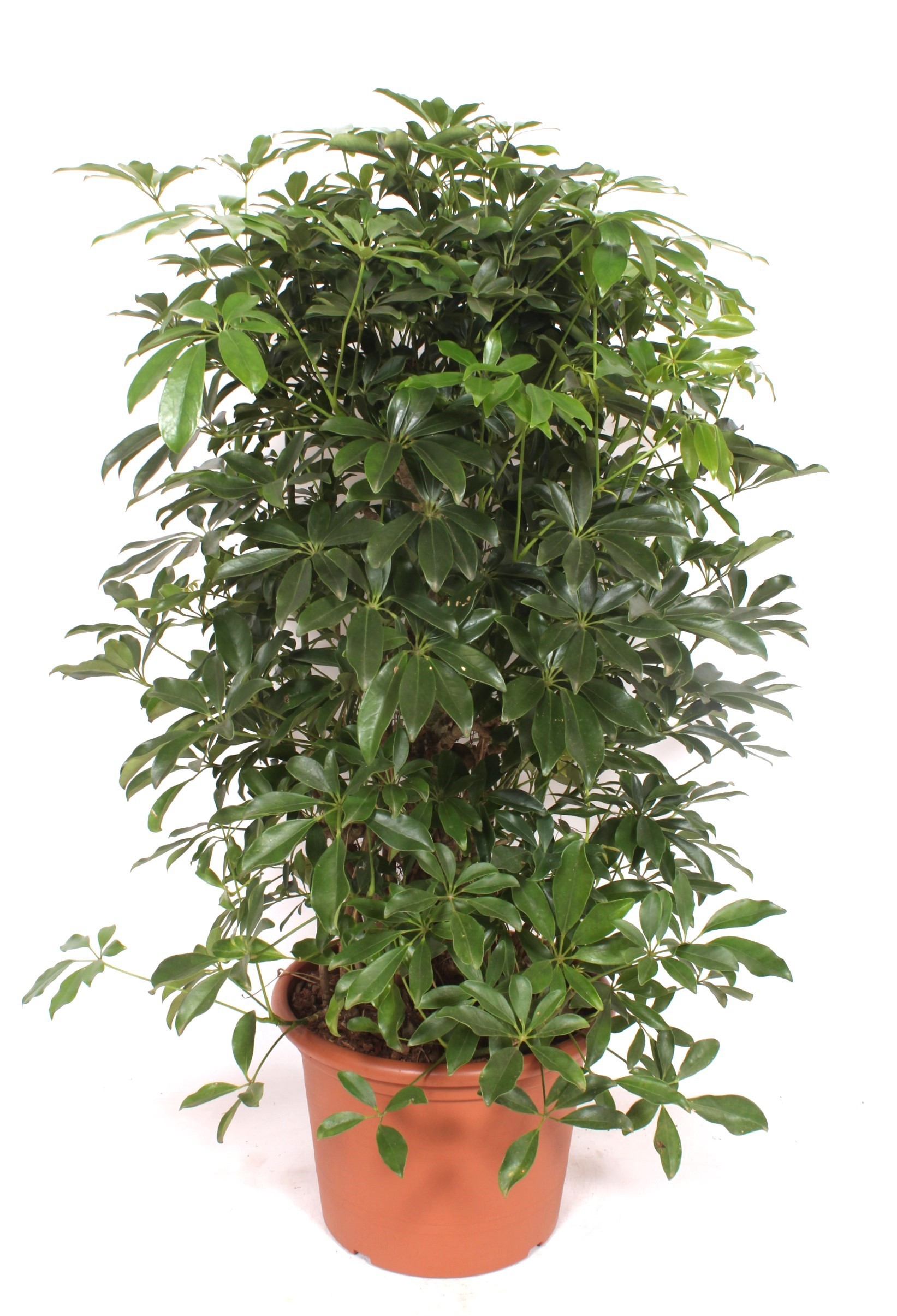 Горшечные цветы и растения оптом Schefflera Compacta Bush от 1шт из Голландии с доставкой по России