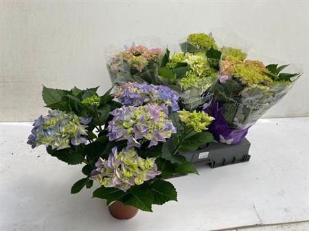Горшечные цветы и растения оптом Hydrangea Ma Mix 7+ от 5шт из Голландии с доставкой по России