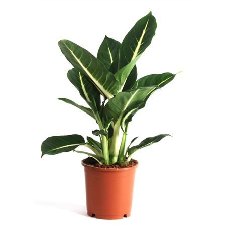 Горшечные цветы и растения оптом Dieffenbachia Green Magic от 10шт из Голландии с доставкой по России