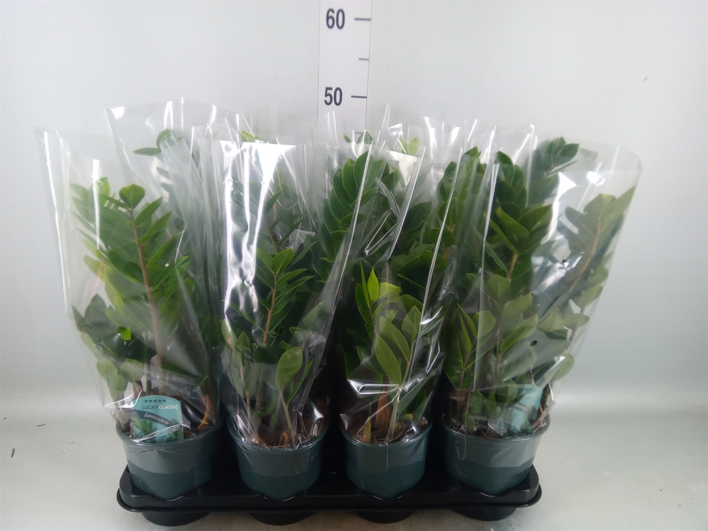 Горшечные цветы и растения оптом Zamioculcas Zamiifolia от 8шт из Голландии с доставкой по России