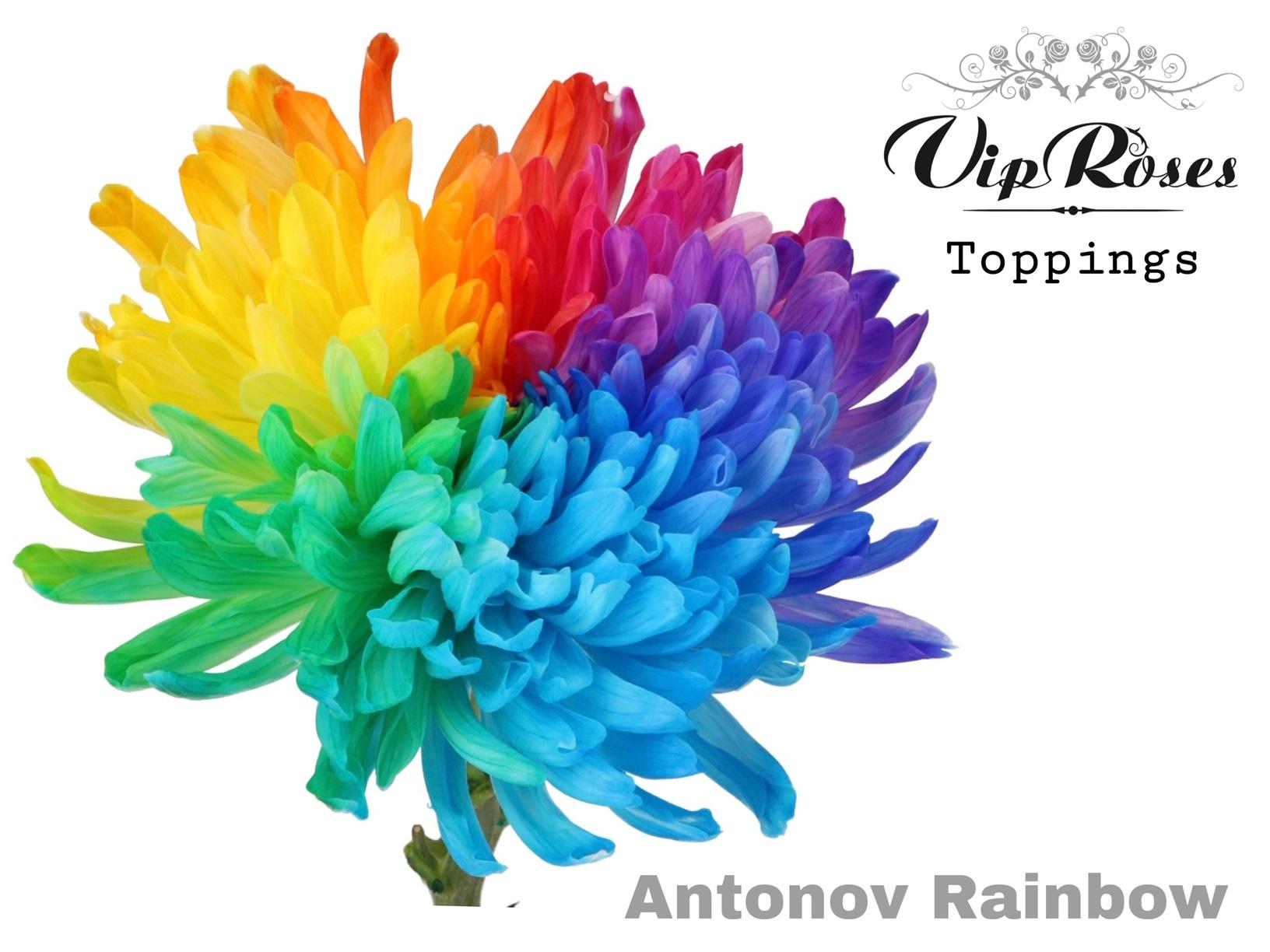 Срезанные цветы оптом Chrys bl paint antonov rainbow от 20шт из Голландии с доставкой по России