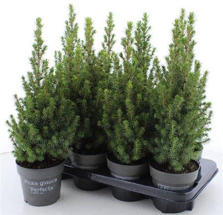 Горшечные цветы и растения оптом Picea Glauca Perfecta от 8шт из Голландии с доставкой по России