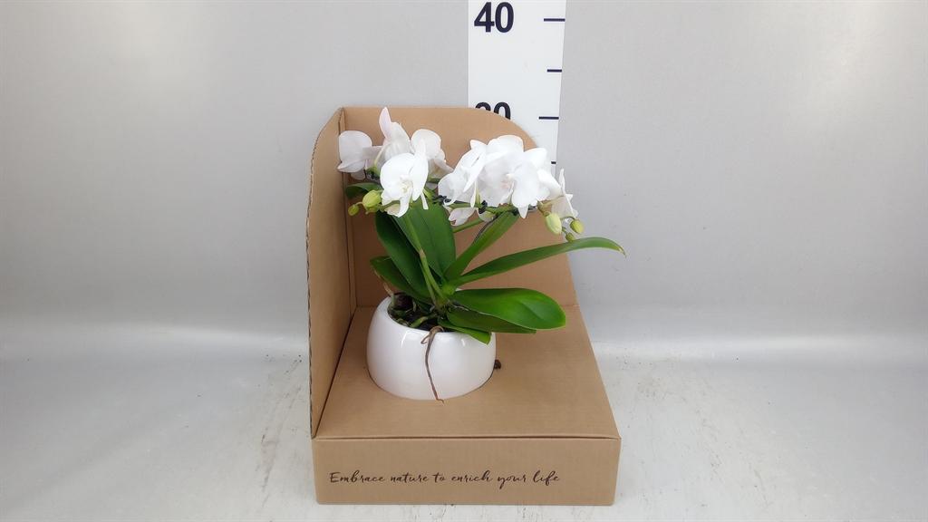 Горшечные цветы и растения оптом Phalaenopsis Multi. ...white от 1шт (для телеги) из Голландии с доставкой по России