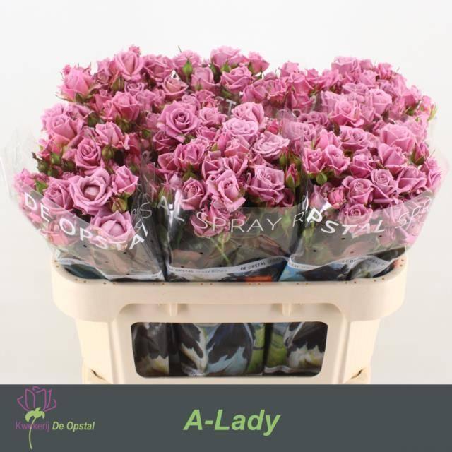 Срезанные цветы оптом Rosa spray amazing lady от 30шт из Голландии с доставкой по России