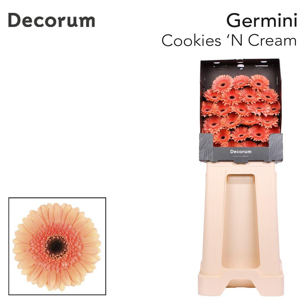 Срезанные цветы оптом Germini diamond cookies n cream от 75шт из Голландии с доставкой по России