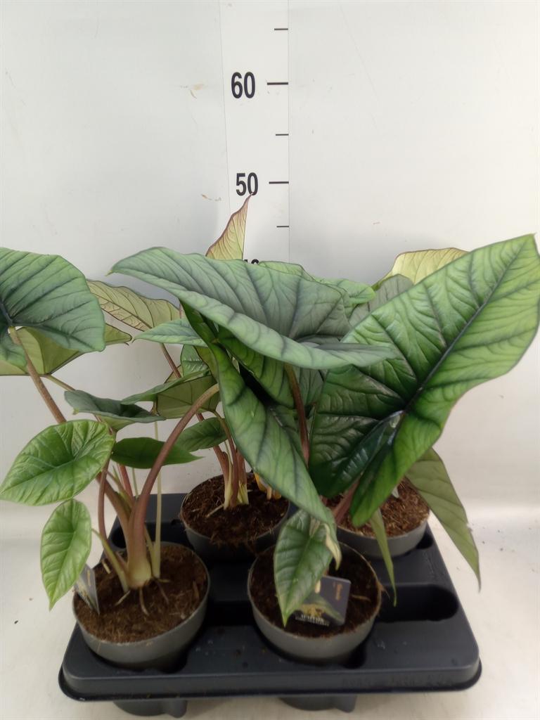 Горшечные цветы и растения оптом Alocasia   ... от 4шт (для телеги) из Голландии с доставкой по России