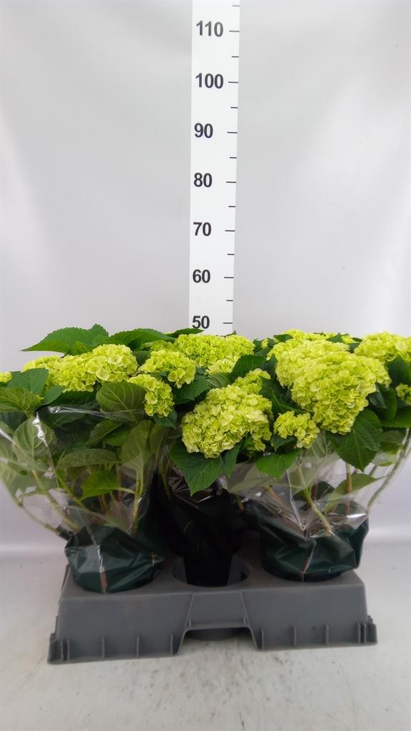 Горшечные цветы и растения оптом Hydrangea Mac. hi Hailstone от 5шт из Голландии с доставкой по России