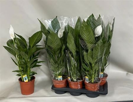 Горшечные цветы и растения оптом Spath Verdi 2-3+ от 6шт из Голландии с доставкой по России