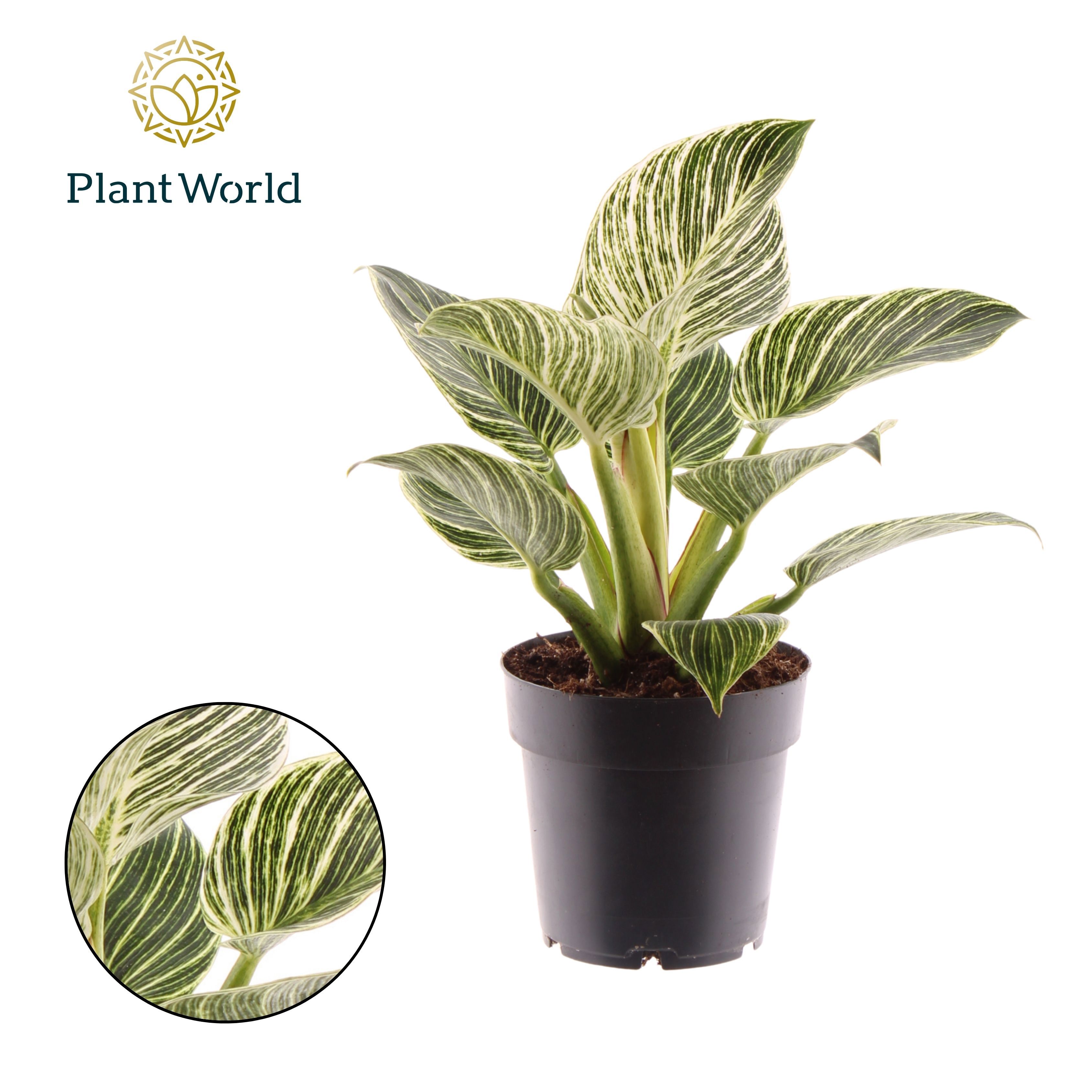 Горшечные цветы и растения оптом Philodendron Birkin от 7шт из Голландии с доставкой по России