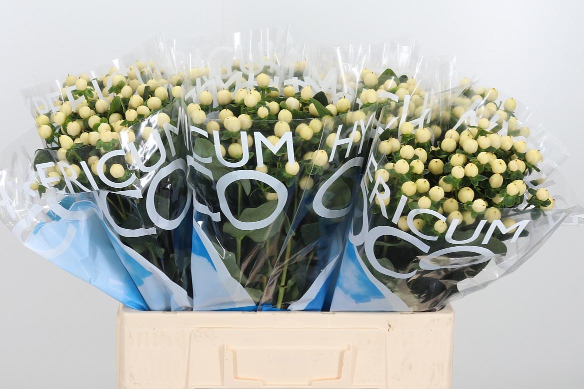 Срезанные цветы оптом Hypericum coco bellimo от 100шт из Голландии с доставкой по России