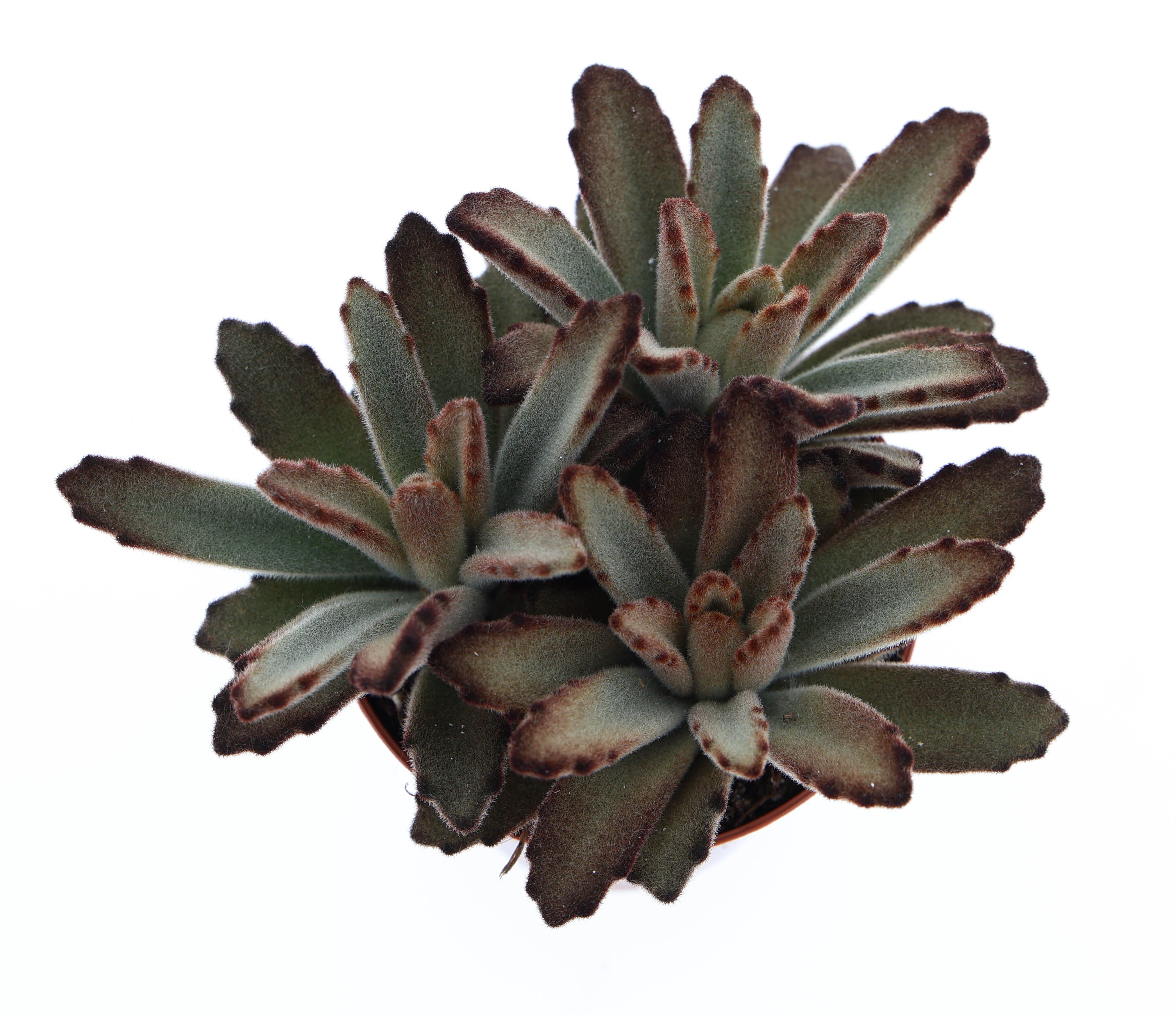 Горшечные цветы и растения оптом Kalanchoe Tomentosa Aida от 12шт (для телеги) из Голландии с доставкой по России