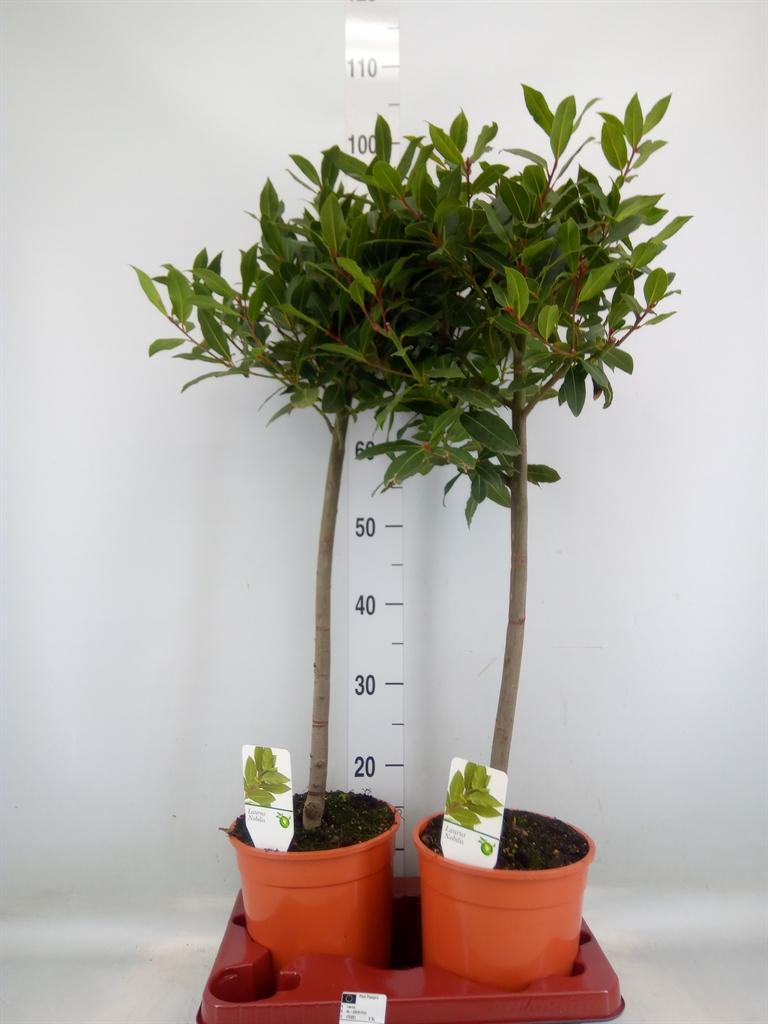 Горшечные цветы и растения оптом Laurus Nobilis от 2шт из Голландии с доставкой по России