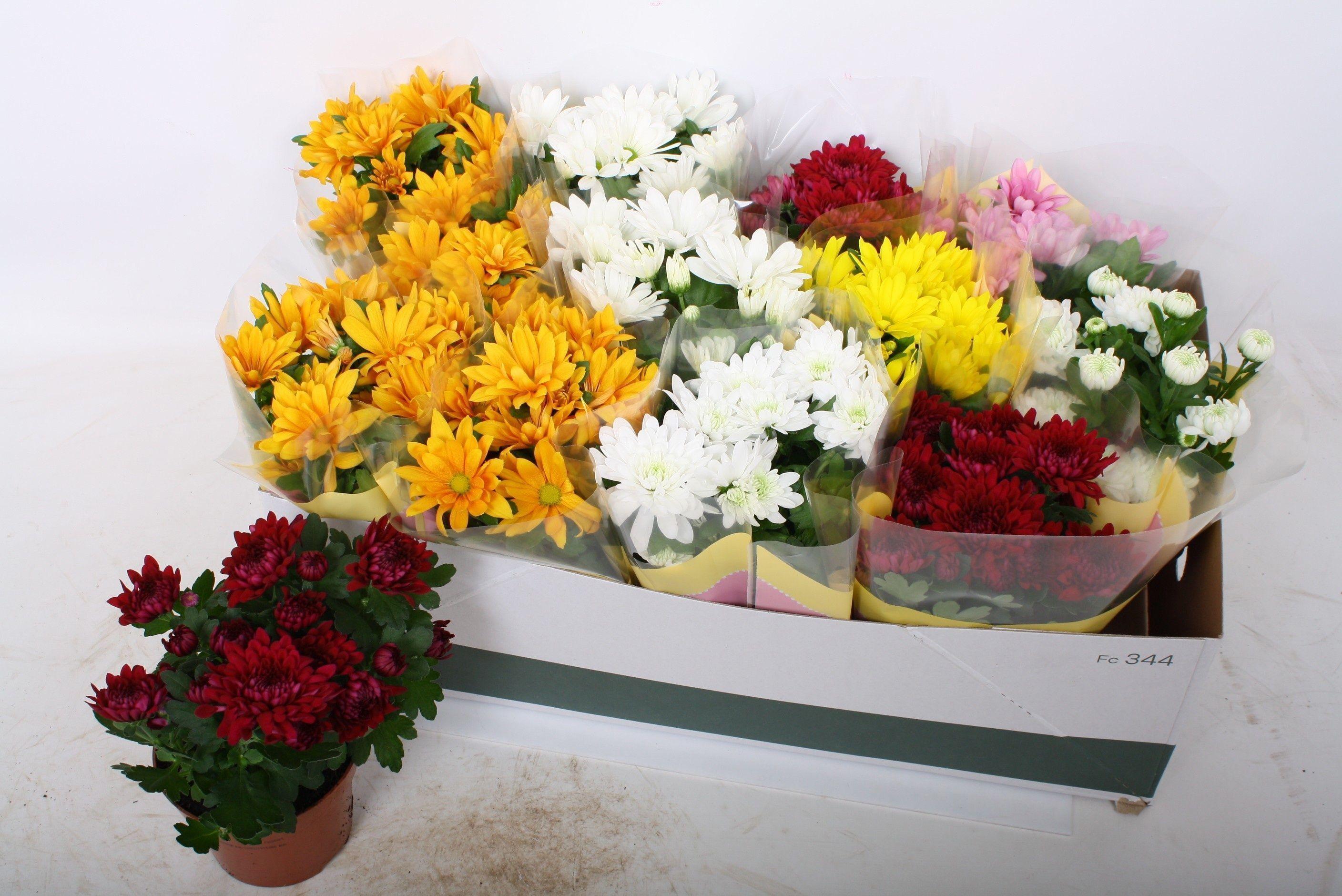 Горшечные цветы и растения оптом Chrys Gem 5 Kl от 12шт из Голландии с доставкой по России