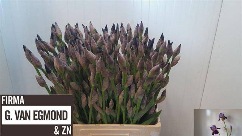 Срезанные цветы оптом Iris germanica purple от 100шт из Голландии с доставкой по России